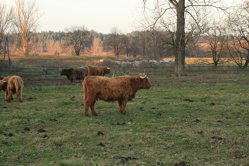 Rostoczek 11.2008 313